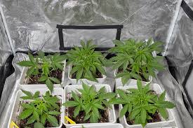 Exploring the Rich World of Jamaican Weed Strains 3 Exploring the Rich World of Jamaican Weed Strains 3