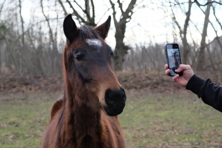 Free Horse Racing Picks: Review, Safety, Bonuses, and What Players Should Know