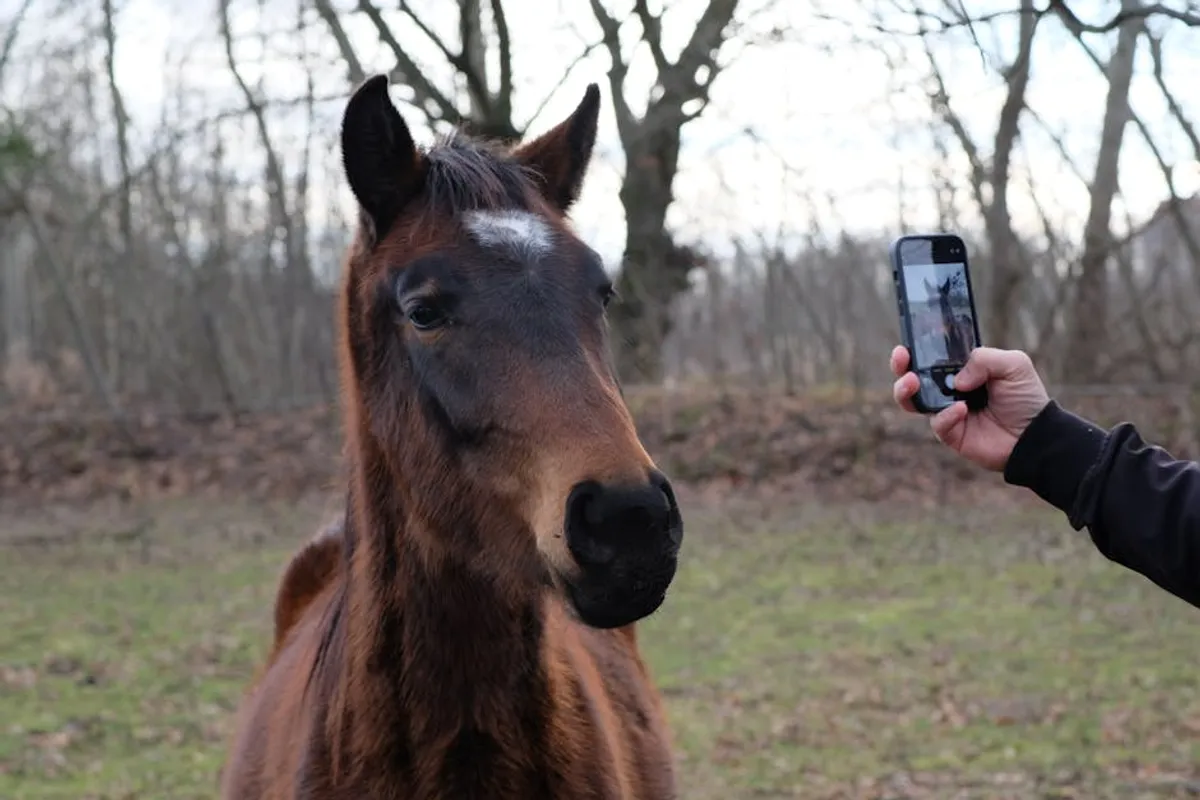Free Horse Racing Picks: Review, Safety, Bonuses, and What Players Should Know
